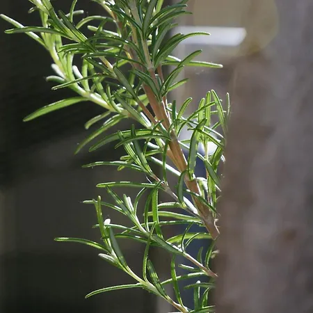 דירה Gastehaus Renate לאוף